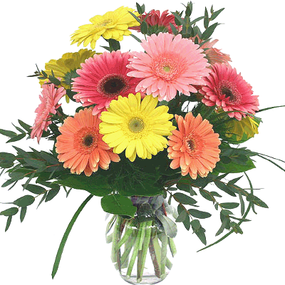 exotic gerberas to solapur