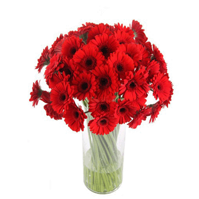 send 15 beautiful red gerberas to gulbarga