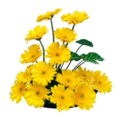 send Beautiful yellow Gerberas Basket to Belgaum